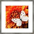White Butterfly On Dahlia Framed Print