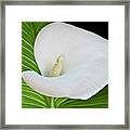 White Calla Framed Print