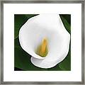 White Calla Lily Framed Print