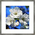 White Cheery Blossoms Framed Print