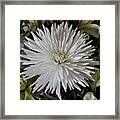 White Chrysanthemum Framed Print
