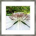 White Clematis Flower Garden 50146 Framed Print