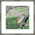 White-crowned Sparrow - Adult 3 Framed Print