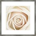 White Dawn Rose Framed Print