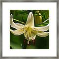 White Day Lily 20120614_91a Framed Print