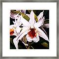 White Dendrobium Orchid Framed Print