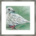 White Dove In The Pine Framed Print