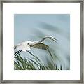 White Egret 2016-2 Framed Print