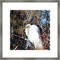 White Egret Bird Framed Print