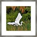 White Egret In Flight Framed Print