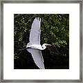 White Egret In Flight-signed-#0716 Framed Print