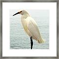 White Egret Photograph Framed Print