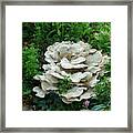 White Fungus Framed Print