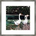 White Geese In Early Fall '07 Framed Print