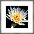 White Glowing Water Lily Framed Print