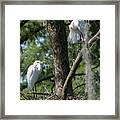 White Herons At Nest Framed Print