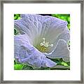 White Hibiscus Flower Framed Print