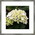 White Hydrangeas Framed Print