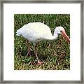 American White Ibis Bird Framed Print