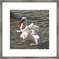 White Ibis In Florida Framed Print