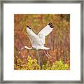 White Ibis In Hilton Head Island Framed Print