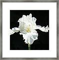 White Iris Framed Print