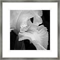 White Iris Framed Print
