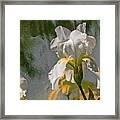 White Iris Framed Print