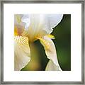 White Iris I Framed Print