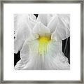 White Iris Framed Print