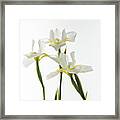 White Irises Framed Print