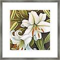 White Lilies Framed Print