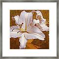 White Lilies. Time To Be Romantic Framed Print