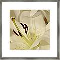 White Lily 3 Framed Print