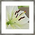 White Lily 5 Framed Print