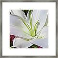 White Lily Framed Print