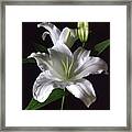 White Lily Framed Print