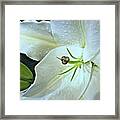 White Lily Second Framed Print