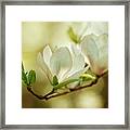 White Magnolia Flowers Framed Print