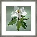 White Magnolia Framed Print