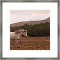 White Mare Gallops #1 - Panoramic Brighter Framed Print