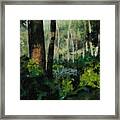White Mountain Woods Framed Print
