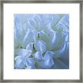 White Mum Framed Print