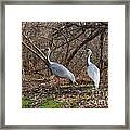 White-naped Cranes Framed Print