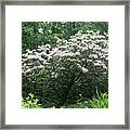 White Native Azalea Along The Blue Ridge Parkway Framed Print