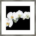 White Orchid Flower Framed Print