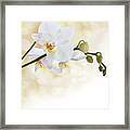 White Orchid Flower Framed Print