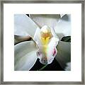 White Orchid Glow Framed Print