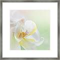 White Orchid Macro 24. Series Elegance Framed Print