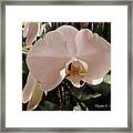 White Palaenopis Framed Print